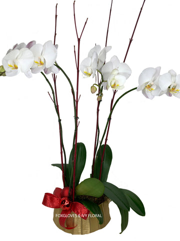 Phalaenopsis orchid DELUXE